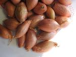 Jermor: Plant de semences certifié d’échalote Française