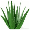 ALOE VERA FUERTEVENTURA