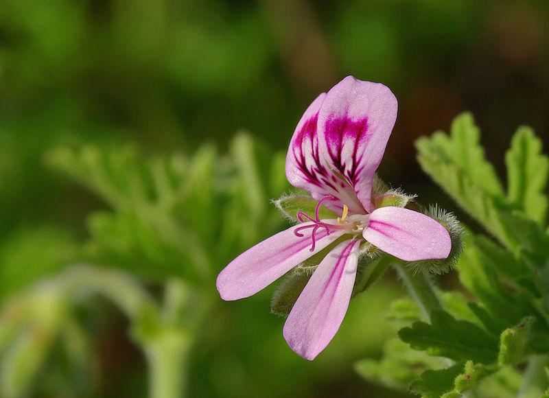 Arôme Alimentaire Naturel De Rose - Europages