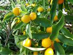 Plant Citronniers pour Agrumiculteur PRO - Prix Distributeur