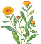 Huile de soins au Calendula