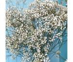 Gypsophile Million Star (25 tiges)