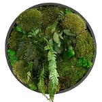 Tableau vegetal stabilise Aoi rond 40 cm