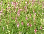 Sainfoin