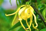 HE Ylang-ylang complète