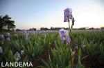 Iris beurre 15% irone Iris pallida