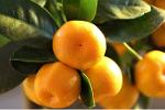 Plant Calamondin pour Agrumiculteur PRO - Prix Distributeur