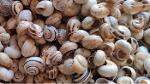 Petites escargots Theba Pisana