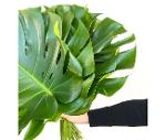 Philo Monstera moyen (20 tiges)