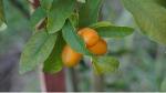 Plant Kumquat pour Agrumiculteur PRO - Prix Distributeur