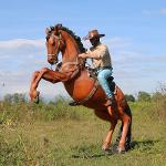 Cow-boy Sur Cheval Cabré