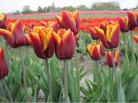 Bulbes de fleurs pour Floriculteur PRO