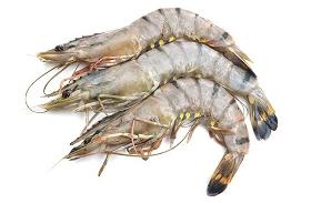 Gambas