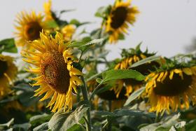 huiles de tournesol