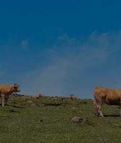 Farine de caroube pour alimentation animale