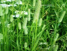 Phleum