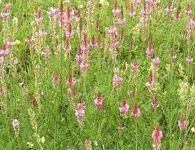 Sainfoin