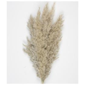 Set De 5 Pampas Brun Naturel