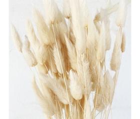 Lagurus séché blanc (env 50gr.)