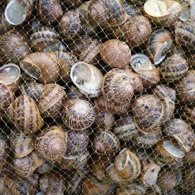 Escargots Vivants Helix Aspersa Muller - Taille moyenne