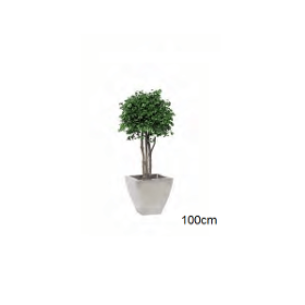 Plante Stabilisée Boule de Pittosporum tenuifolium 3 troncs 100/150cm