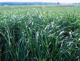 Raygrass