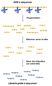 Préparation de librairies NGS