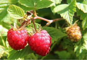 Plants de Petits Fruits PRO