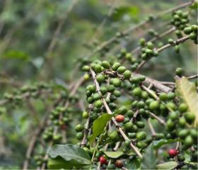 Café vert de spécialité