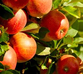 Solution pour la pomme