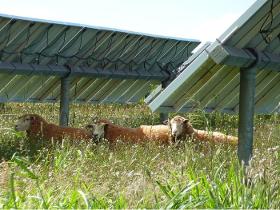 Agrivoltaïsme d’élevage ovins ou bovins