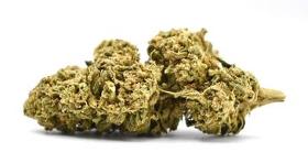 Amnesia Haze Indoor/ Tarif Degressif À 8€/g !