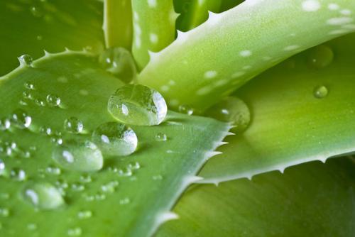 Cosmétiques Aloe Vera