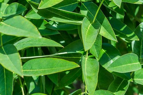 Extrait De Sophora Japonica