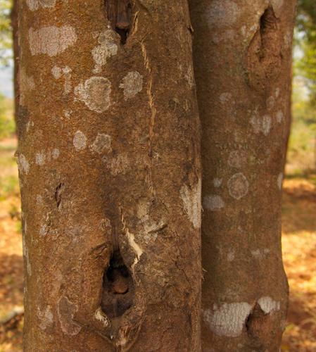 AGARWOOD LAOS ESS. P1 CITES