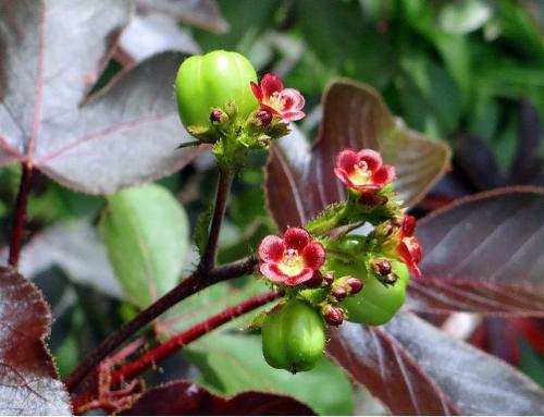 HV Jatropha