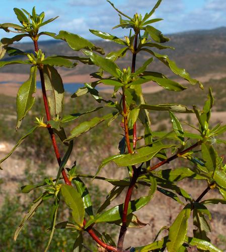 LABDANUM GOMME SECHE