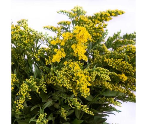 Solidago (25 tiges)