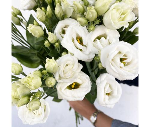 Lisianthus blanc (10 tiges)