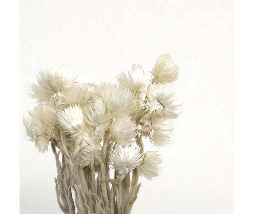 Hélichrysum vestitum séché (10 tiges)