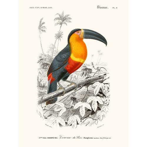 Affiche Dorbigny Toucan par Salam Editions