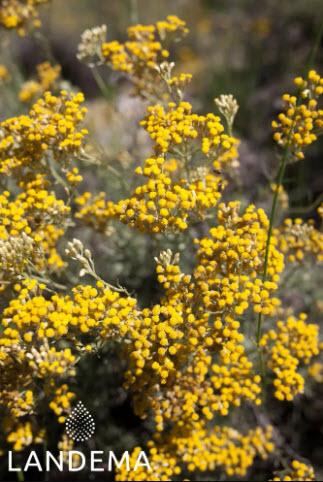 Immortelle BIO Helichrysum italicum