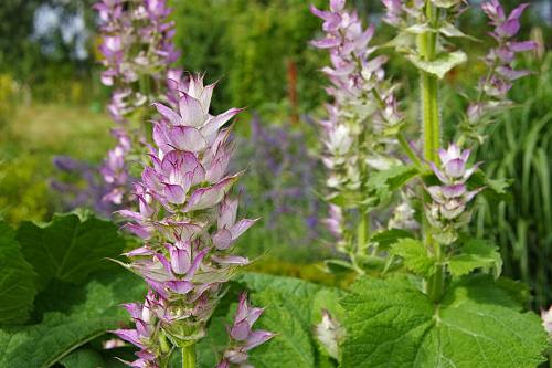 Sauge Sclarée - Sclary Sage