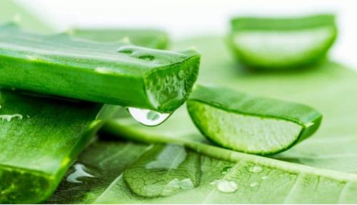 Aloe vera 100% bio 