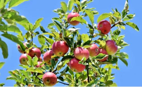 Arômes naturels Fruits du Verger