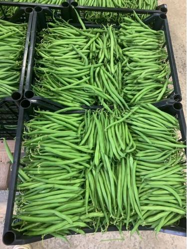 HARICOTS VERT EN VRAC