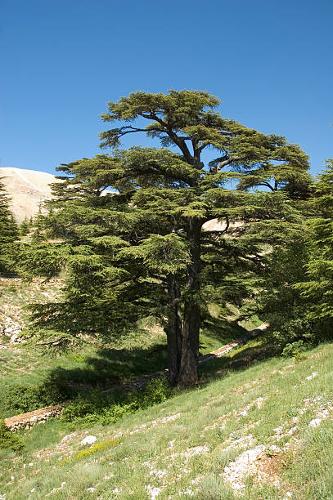 Cédre Atlas - Atlas Cedar