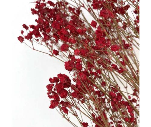 Gypsophile stabilisé rouge (5 tiges)