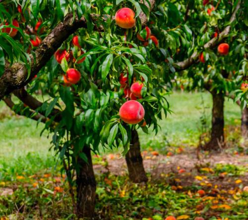 Solution pour les fruits à noyau