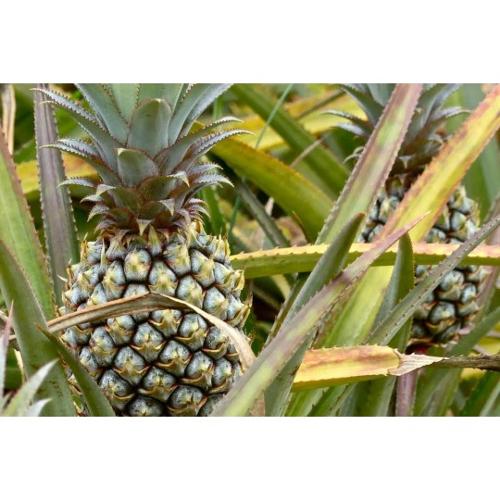 Ananas